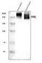 CD45 antibody, A00555-4, Boster Biological Technology, Western Blot image 