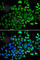 Tubulin Alpha 4a antibody, A0278, ABclonal Technology, Immunofluorescence image 
