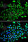 Tubulin alpha-4A chain antibody, A0278, ABclonal Technology, Immunofluorescence image 