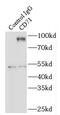 Transferrin Receptor antibody, FNab01497, FineTest, Immunoprecipitation image 