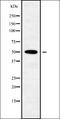 POU Class 3 Homeobox 3 antibody, orb337884, Biorbyt, Western Blot image 