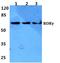TOR antibody, A00444-1, Boster Biological Technology, Western Blot image 