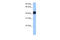 GSG1 Like antibody, 30-948, ProSci, Western Blot image 