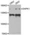 G Protein Subunit Alpha Transducin 2 antibody, orb74128, Biorbyt, Western Blot image 