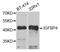 Insulin Like Growth Factor Binding Protein 4 antibody, orb167149, Biorbyt, Western Blot image 