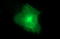 Claudin 6 antibody, LS-C338253, Lifespan Biosciences, Immunofluorescence image 