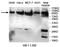 Actinin Alpha 4 antibody, MBS415436, MyBioSource, Western Blot image 