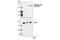 Insulin Receptor Substrate 1 antibody, 2385S, Cell Signaling Technology, Western Blot image 