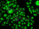 SRY-Box 14 antibody, A7217, ABclonal Technology, Immunofluorescence image 