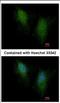 SMAD Family Member 5 antibody, NBP2-20413, Novus Biologicals, Immunocytochemistry image 