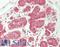 Alkaline Phosphatase, Biomineralization Associated antibody, LS-B14977, Lifespan Biosciences, Immunohistochemistry paraffin image 