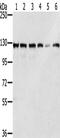 Ring Finger Protein 20 antibody, CSB-PA870281, Cusabio, Western Blot image 