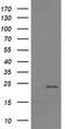 RASL7B antibody, MA5-26142, Invitrogen Antibodies, Western Blot image 