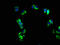 Fc Fragment Of IgE Receptor II antibody, LS-C370382, Lifespan Biosciences, Immunofluorescence image 