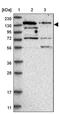 RNA Binding Motif Protein 6 antibody, PA5-55295, Invitrogen Antibodies, Western Blot image 