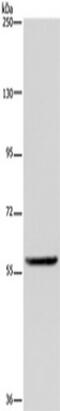 Lamin-B receptor antibody, TA350128, Origene, Western Blot image 