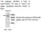 SRBP1 antibody, MBS415538, MyBioSource, Western Blot image 