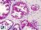 CREB Binding Protein antibody, LS-B5027, Lifespan Biosciences, Immunohistochemistry frozen image 