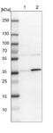 Cilia And Flagella Associated Protein 298 antibody, NBP1-88277, Novus Biologicals, Western Blot image 