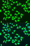 Mitochondrially Encoded ATP Synthase Membrane Subunit 6 antibody, 23-453, ProSci, Immunofluorescence image 