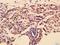 Cellular Communication Network Factor 5 antibody, orb4993, Biorbyt, Immunohistochemistry paraffin image 