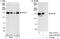 Kinesin Family Member 4A antibody, A301-074A, Bethyl Labs, Western Blot image 