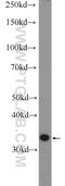 OTU Domain Containing 6B antibody, 25430-1-AP, Proteintech Group, Western Blot image 