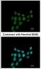 Progesterone Immunomodulatory Binding Factor 1 antibody, NBP2-19823, Novus Biologicals, Immunocytochemistry image 