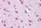 Doublecortin Like Kinase 2 antibody, MBS247855, MyBioSource, Immunohistochemistry paraffin image 