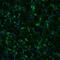 N-Acetyl-Alpha-Glucosaminidase antibody, PA5-58551, Invitrogen Antibodies, Immunofluorescence image 