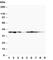 Mitogen-Activated Protein Kinase Kinase 3 antibody, R30446, NSJ Bioreagents, Western Blot image 