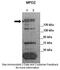 Multiple PDZ Domain Crumbs Cell Polarity Complex Component antibody, PA5-42259, Invitrogen Antibodies, Western Blot image 
