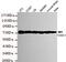 CREB Regulated Transcription Coactivator 1 antibody, MBS475078, MyBioSource, Western Blot image 