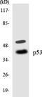 p53 antibody, LS-C200451, Lifespan Biosciences, Western Blot image 