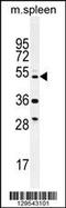 Tetratricopeptide Repeat Domain 23 Like antibody, 55-949, ProSci, Western Blot image 