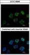 Glutamate Rich WD Repeat Containing 1 antibody, GTX118649, GeneTex, Immunocytochemistry image 