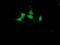 Cystatin S antibody, MA5-25828, Invitrogen Antibodies, Immunocytochemistry image 