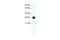 TNF Superfamily Member 12 antibody, 31-142, ProSci, Western Blot image 