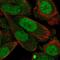 Syntaxin 2 antibody, NBP2-55283, Novus Biologicals, Immunofluorescence image 