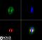 Kinesin Family Member 2A antibody, NB500-180, Novus Biologicals, Immunocytochemistry image 