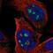 Zinc Finger Protein 71 antibody, NBP1-85504, Novus Biologicals, Immunocytochemistry image 