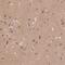 Adaptor Related Protein Complex 2 Subunit Beta 1 antibody, HPA067983, Atlas Antibodies, Immunohistochemistry frozen image 