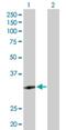 Zinc Finger Protein 124 antibody, H00007678-D01P, Novus Biologicals, Western Blot image 