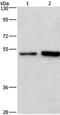 Synaptotagmin 4 antibody, PA5-50269, Invitrogen Antibodies, Western Blot image 