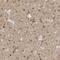 Transmembrane Protein 242 antibody, HPA025764, Atlas Antibodies, Immunohistochemistry paraffin image 