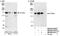 Ataxin 2 Like antibody, NB100-61609, Novus Biologicals, Western Blot image 