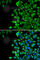 Prominin 1 antibody, A0219, ABclonal Technology, Immunofluorescence image 