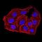 Anaphase Promoting Complex Subunit 10 antibody, NBP2-61889, Novus Biologicals, Immunofluorescence image 