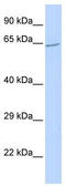 Zinc Finger Protein 300 antibody, TA341437, Origene, Western Blot image 