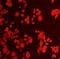 Heparanase antibody, orb10833, Biorbyt, Immunofluorescence image 